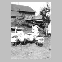 072-0018 Frau Martha Unruh bei den Gaensen. Pelkeninken im August 1942.jpg